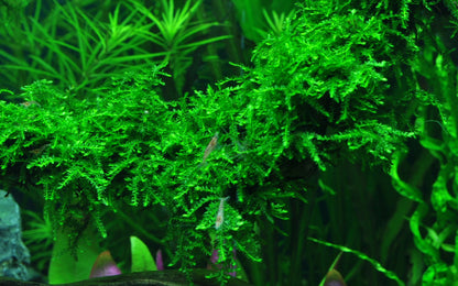 Vesicularia ferriei 'Weeping Moss' Aquarium Moss — Portion