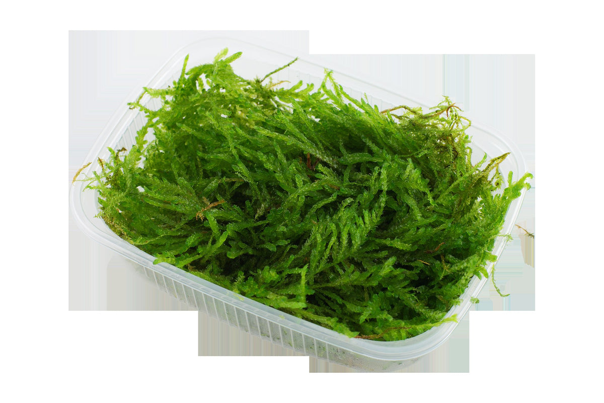 Vesicularia ferriei 'Weeping Moss' Aquarium Moss — Portion
