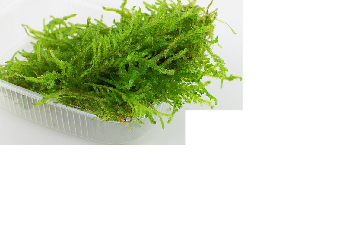 Vesicularia ferriei 'Weeping Moss' Aquarium Moss — Portion