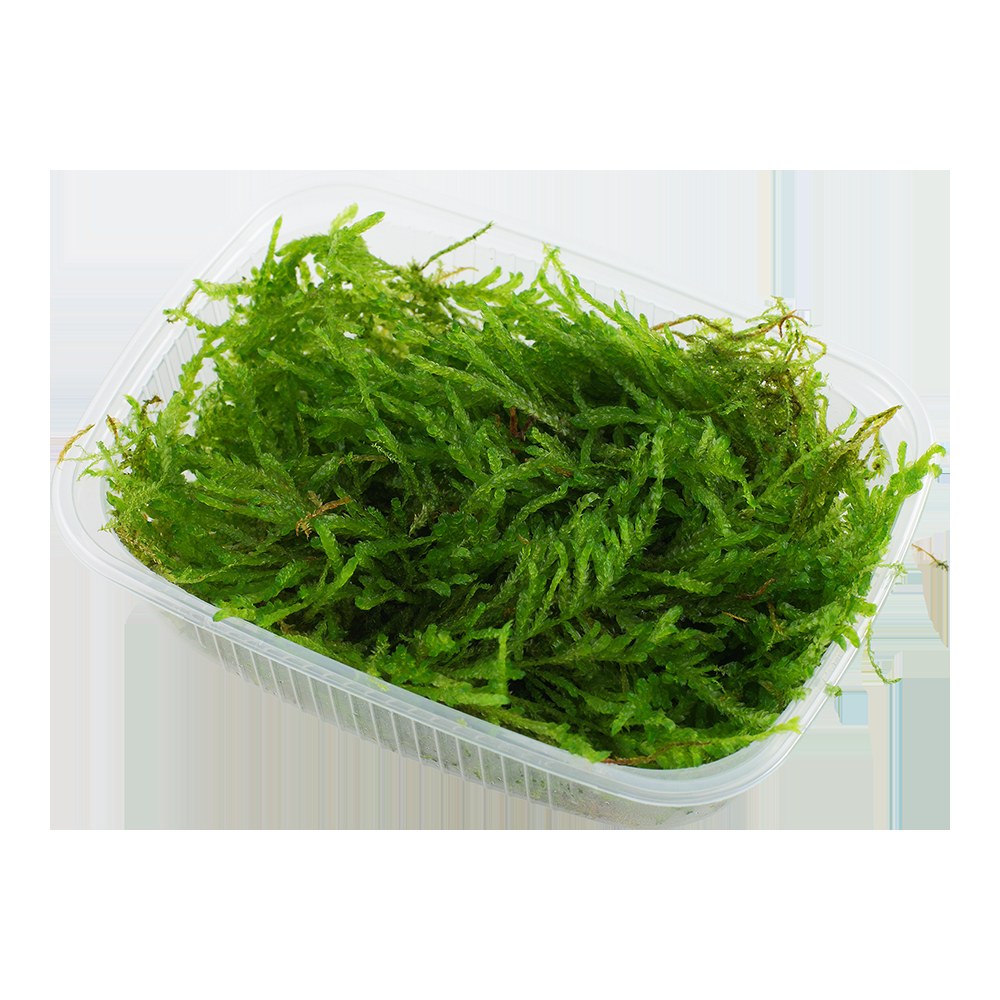 Vesicularia ferriei 'Weeping Moss' Aquarium Moss — Portion