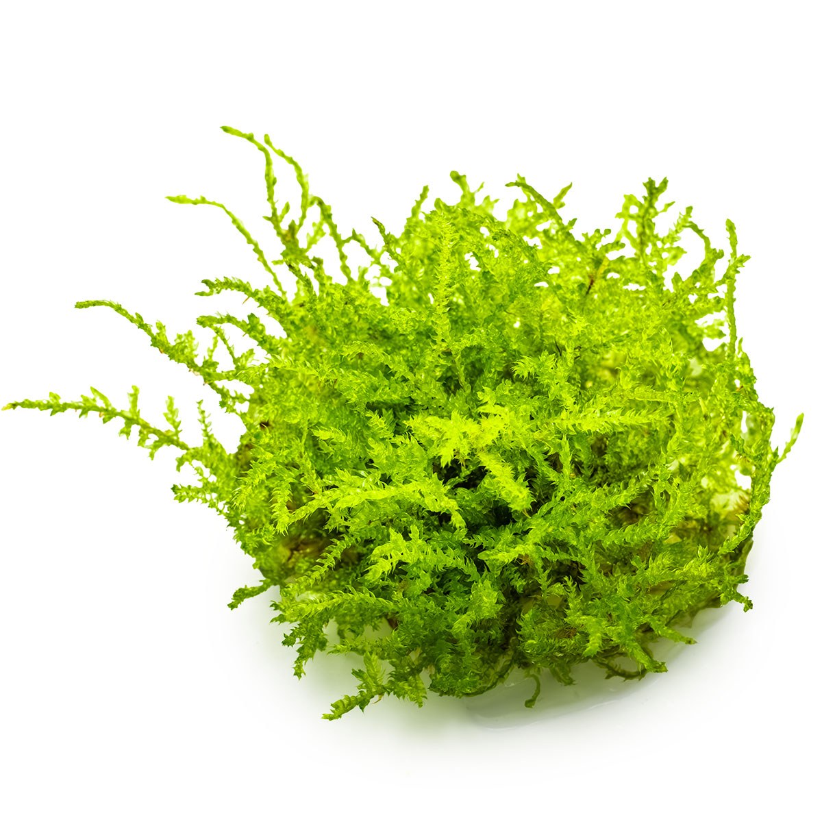 Vesicularia montagnei 'Christmas Moss' — 1-2-Grow!