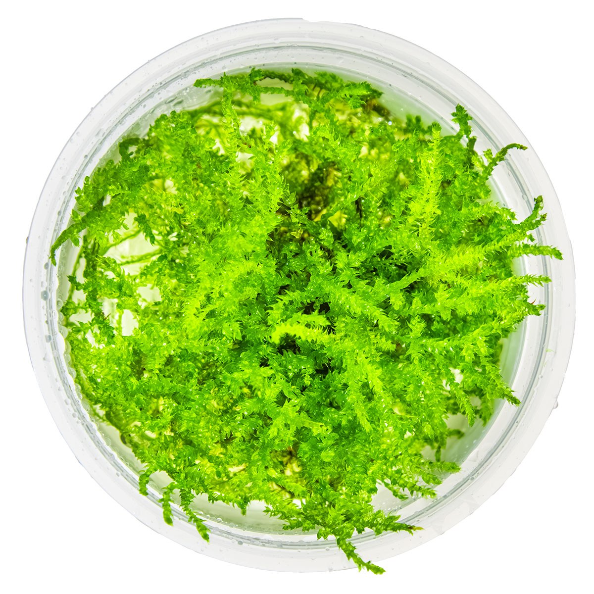 Vesicularia montagnei 'Christmas Moss' — 1-2-Grow!