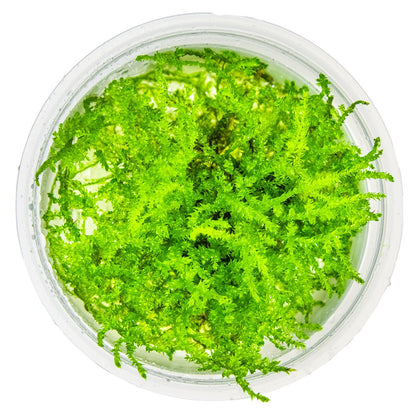 Vesicularia montagnei 'Christmas Moss' — 1-2-Grow!