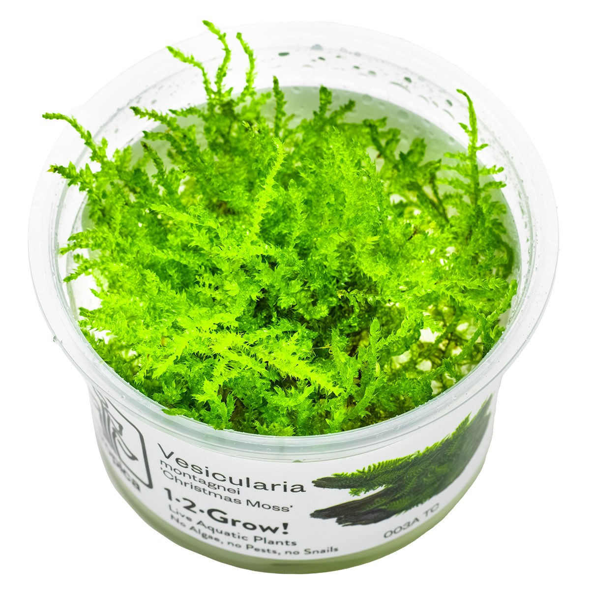 Vesicularia montagnei 'Christmas Moss' — 1-2-Grow!