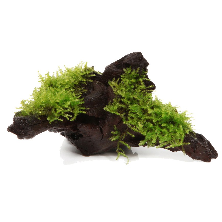 Vesicularia montagnei 'Christmas Moss' on Wood — Standard