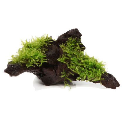 Vesicularia montagnei 'Christmas Moss' on Wood — Standard