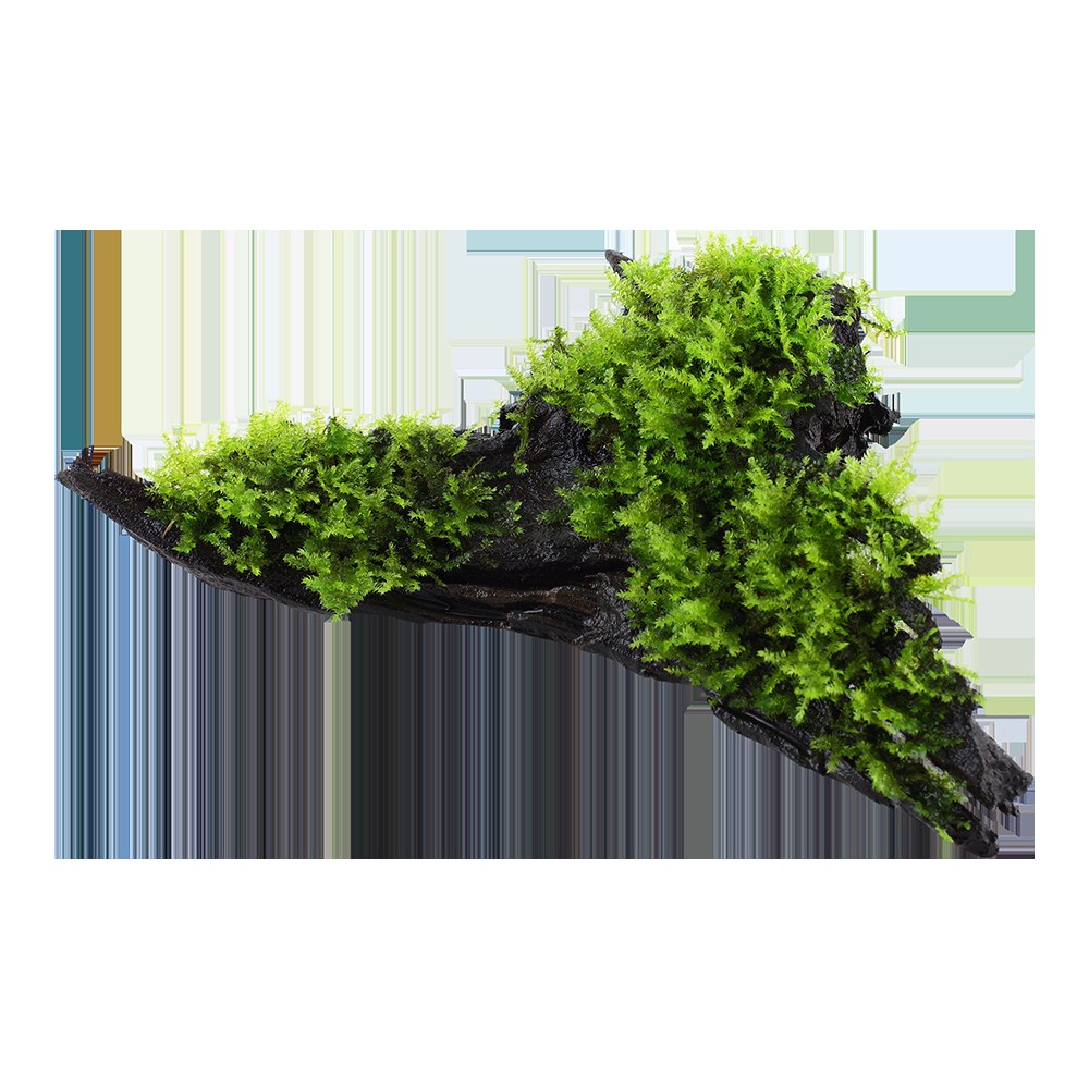 Vesicularia montagnei 'Christmas Moss' on Wood — Standard