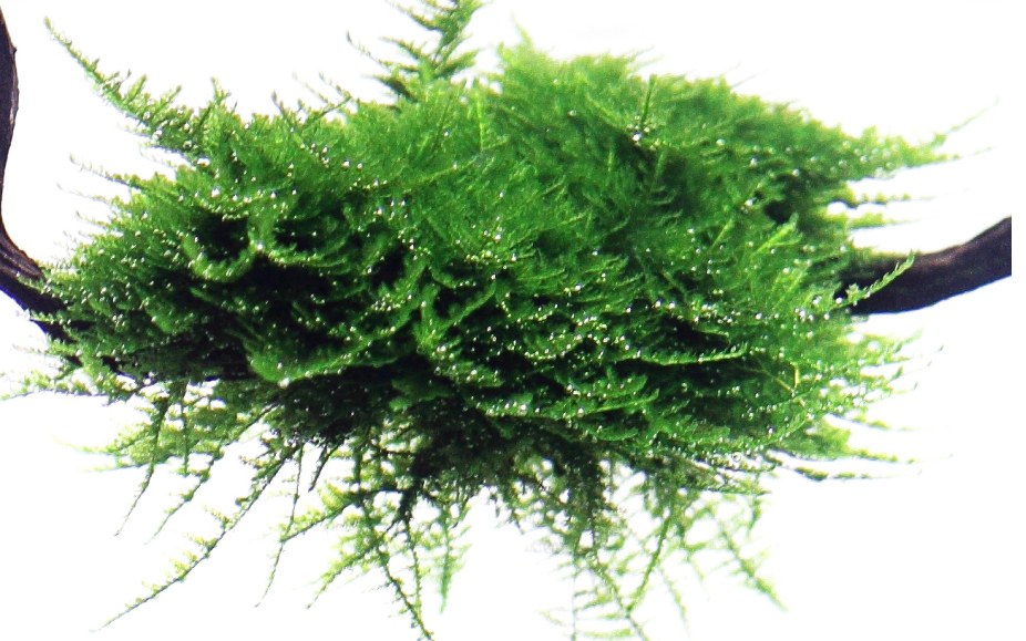 Vesicularia montagnei 'Christmas Moss' on Wood — Standard