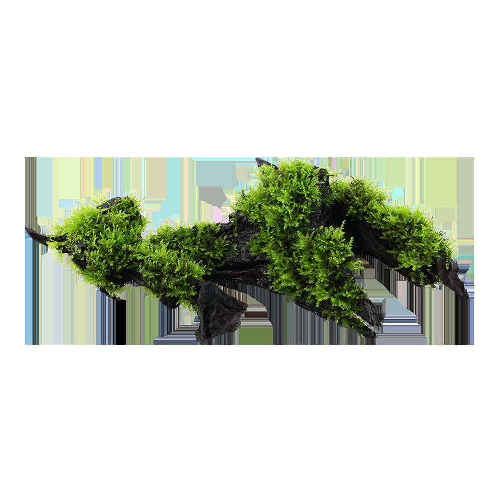 Vesicularia montagnei 'Christmas Moss' on Wood — Standard