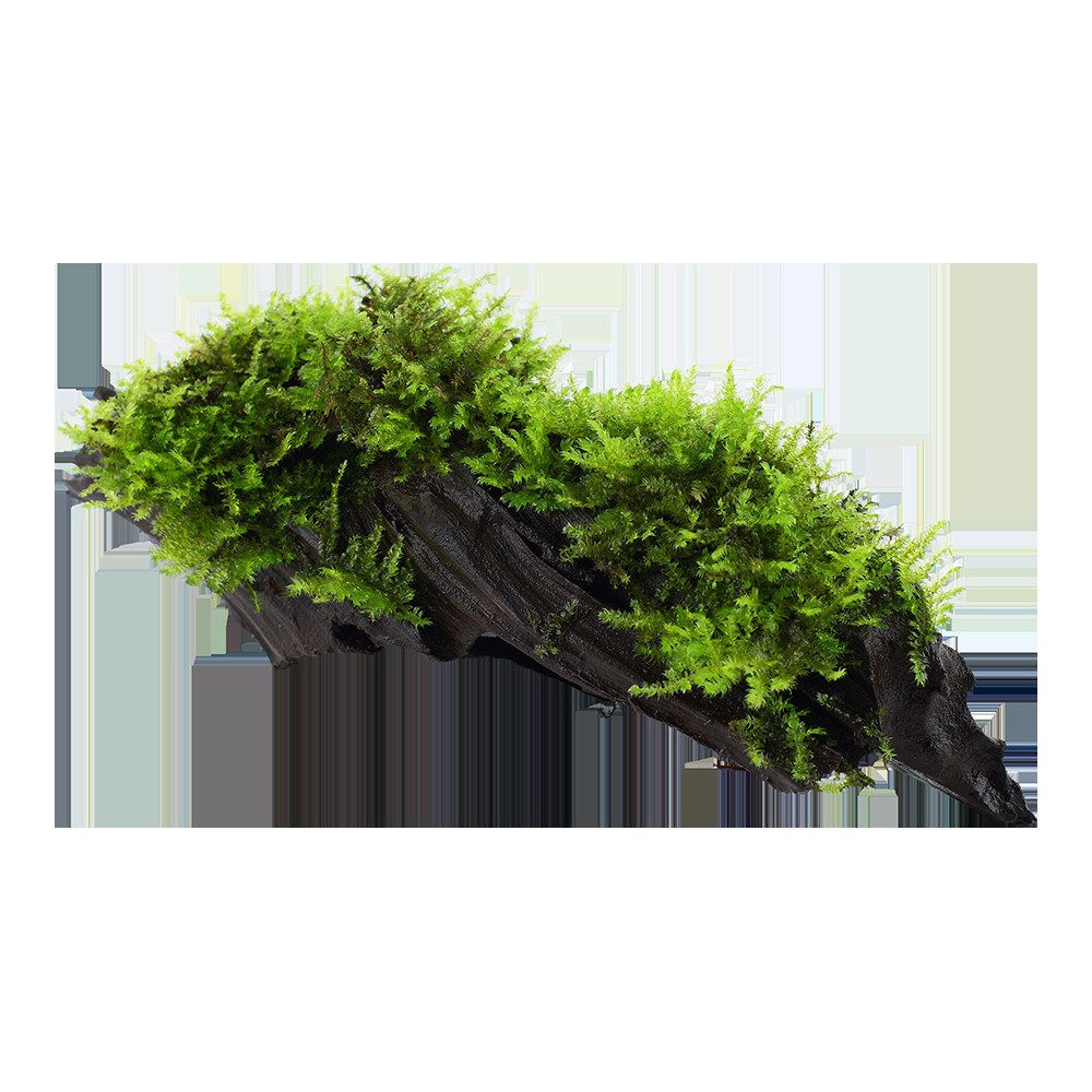 Vesicularia montagnei 'Christmas Moss' on Wood — Standard