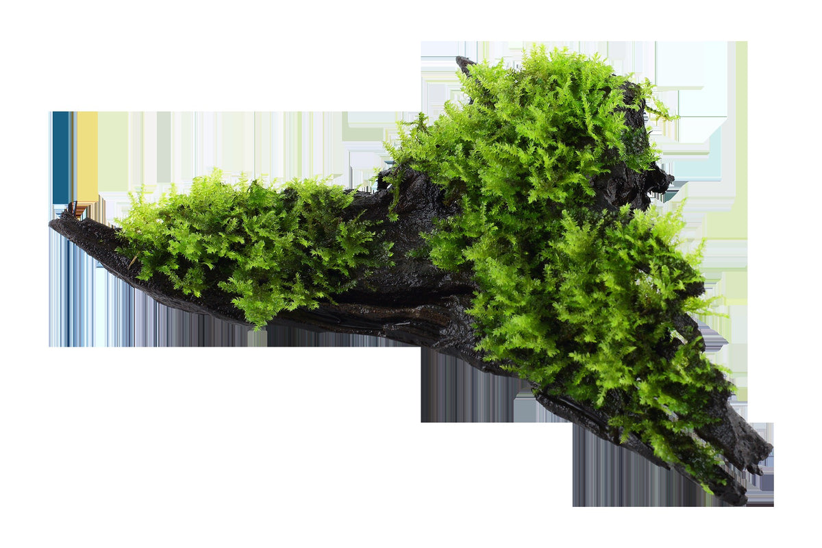 Vesicularia montagnei 'Christmas Moss' on Wood — Standard