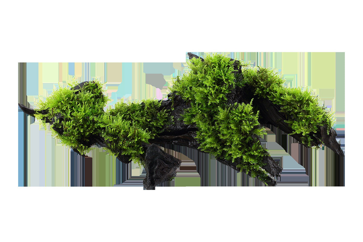 Vesicularia montagnei 'Christmas Moss' on Wood — Standard