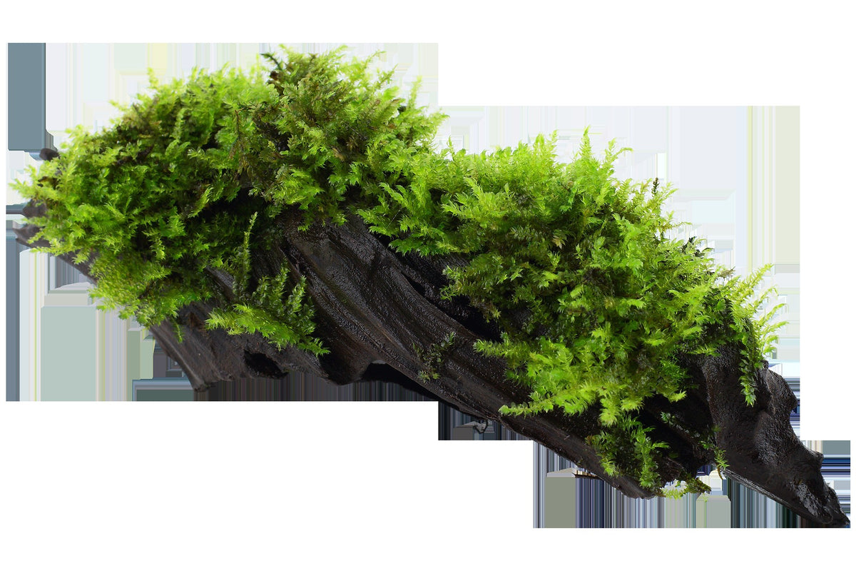 Vesicularia montagnei 'Christmas Moss' on Wood — Standard