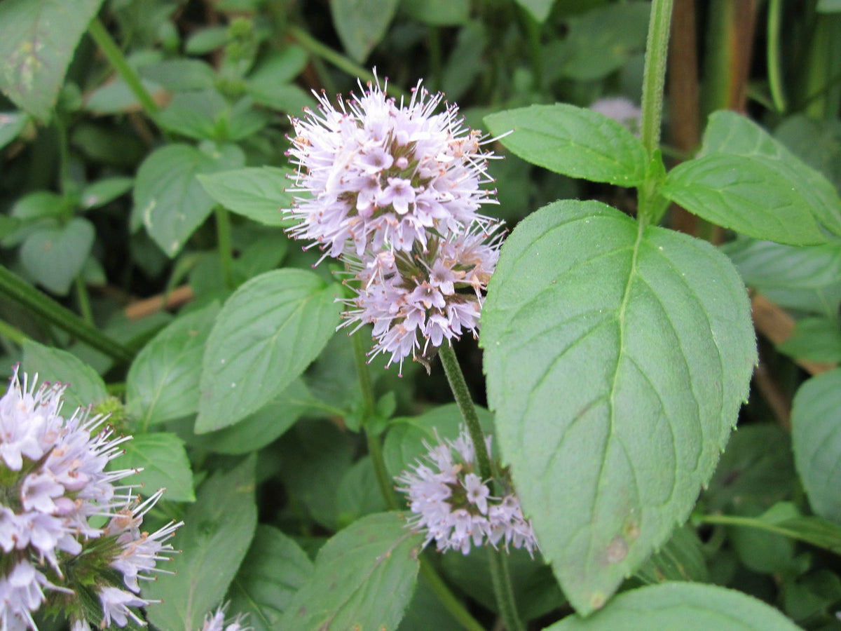Water Mint (Mentha Aquatica) Native Marginal Pond Plant