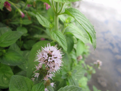 Water Mint (Mentha Aquatica) Native Marginal Pond Plant