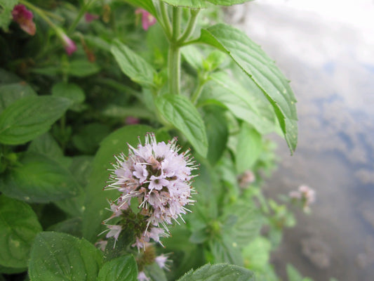 Water Mint (Mentha Aquatica) Native Marginal Pond Plant