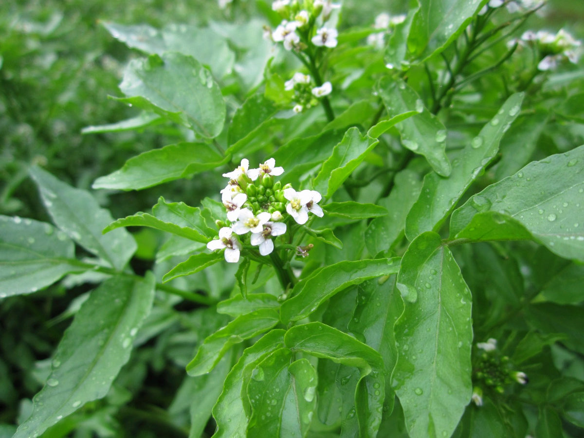 Watercress (Rorippa nasturtium-aquaticum) Native Marginal Pond Plant