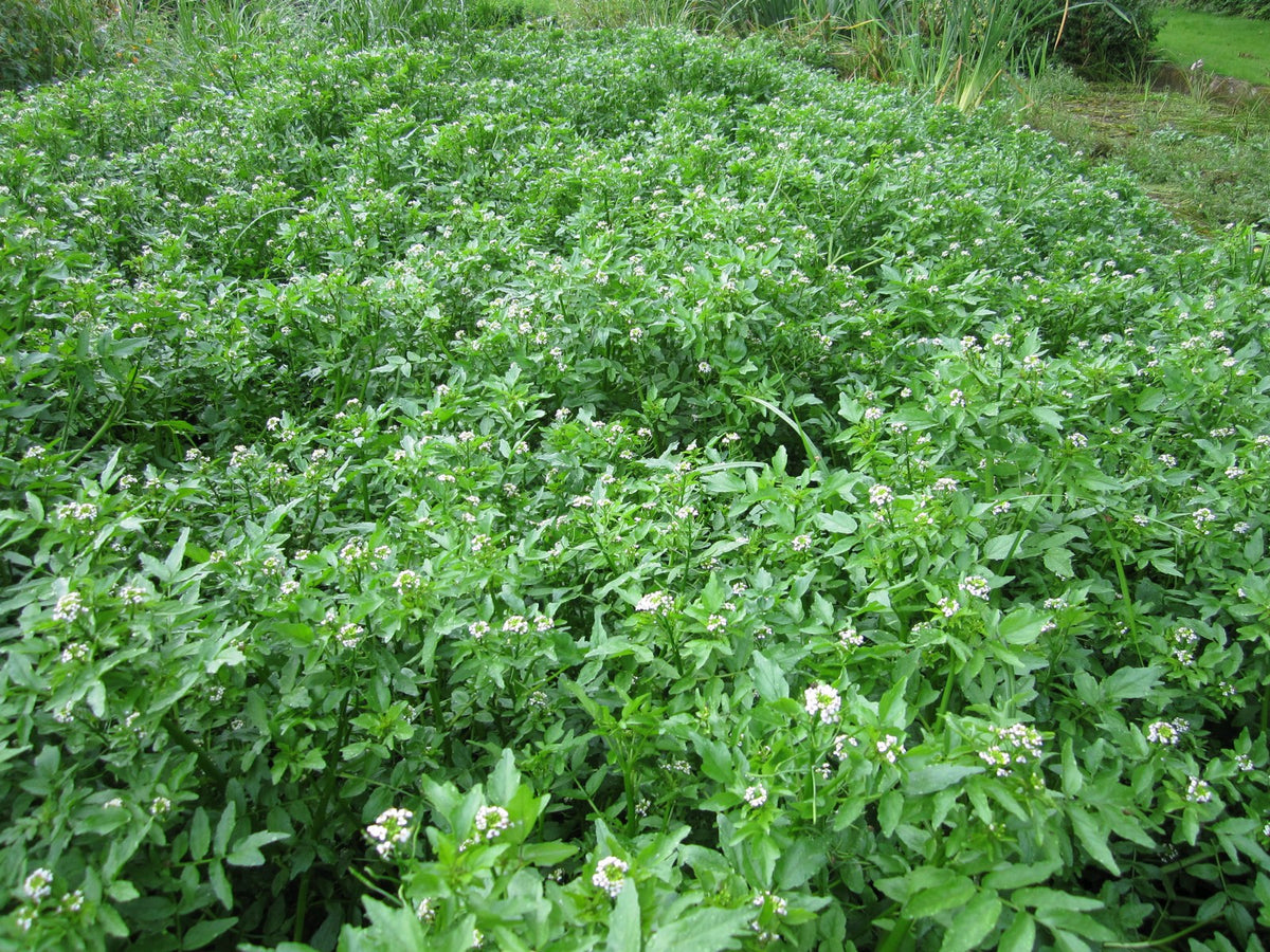 Watercress (Rorippa nasturtium-aquaticum) Native Marginal Pond Plant