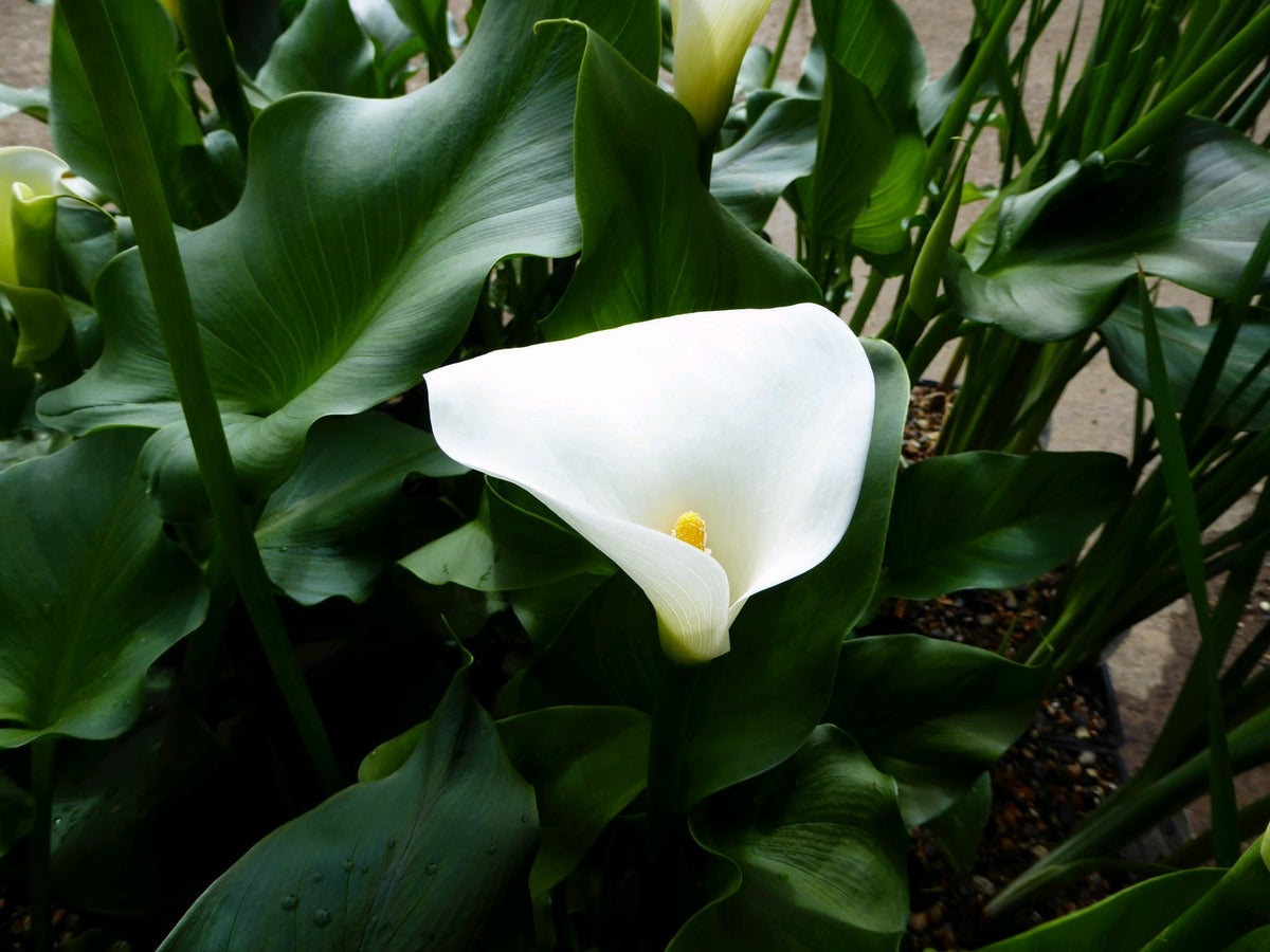 Zantedeschia aethiopica 'Crowborough' Pond Marginal Plant