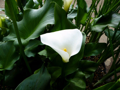 Zantedeschia aethiopica 'Crowborough' Pond Marginal Plant