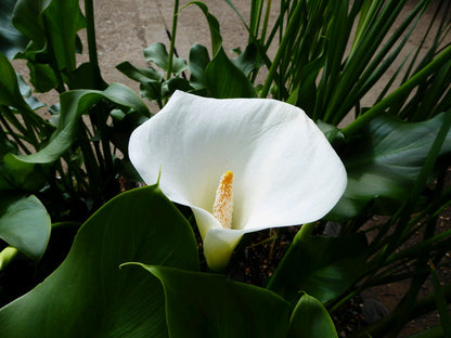 Zantedeschia aethiopica 'Crowborough' Pond Marginal Plant
