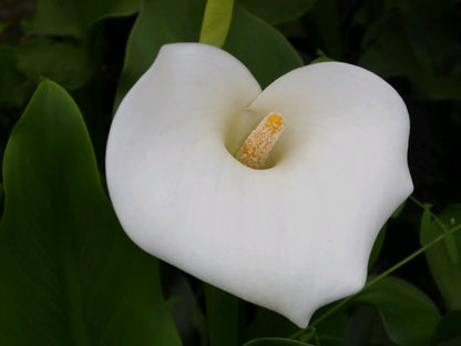 Zantedeschia aethiopica 'Crowborough' Pond Marginal Plant
