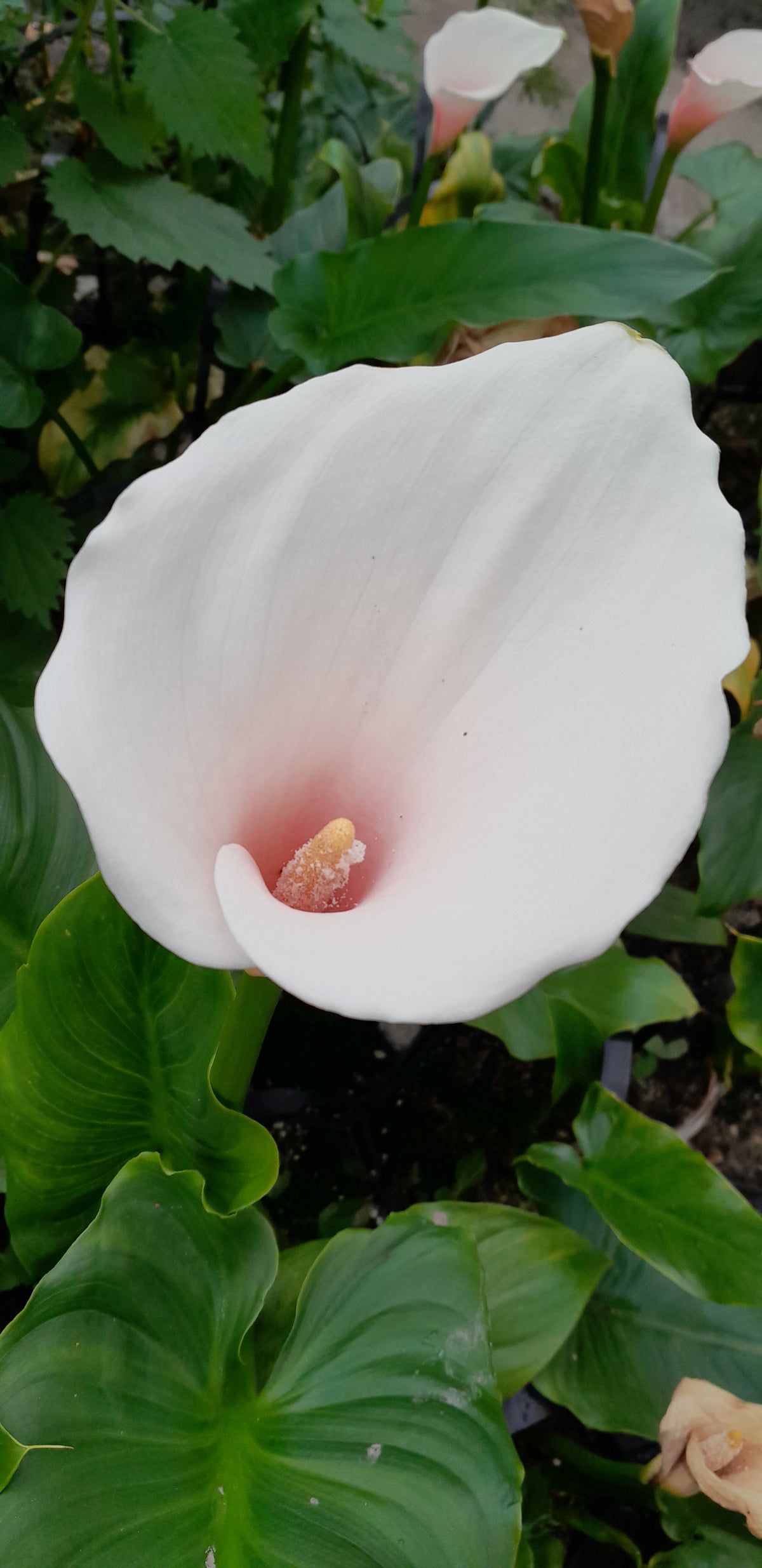 Zantedeschia aethiopica 'Marshmallow' Pond Marginal Plant